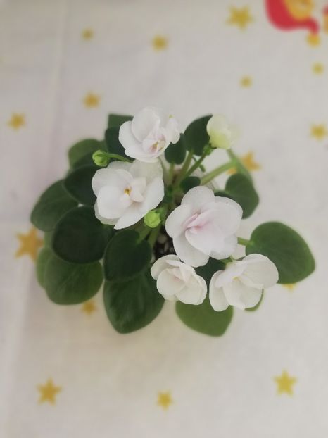 30 dec - N Liya Baby