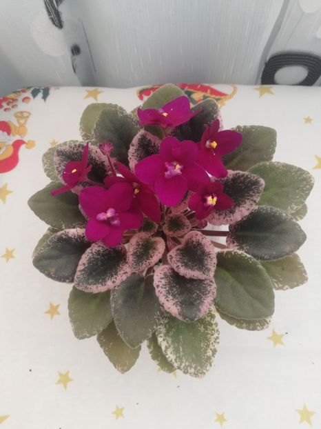 30 dec - Mac s Virtually Velvet