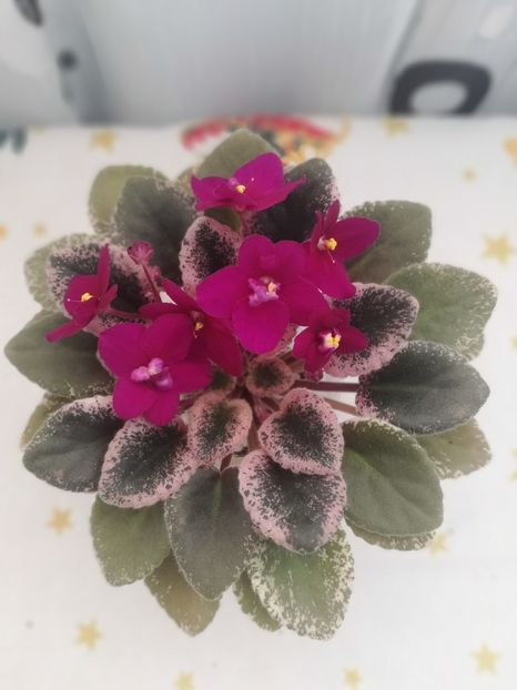 30 dec - Mac s Virtually Velvet