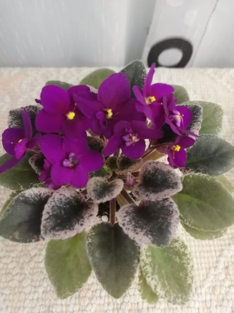 5 ian - Mac s Virtually Velvet