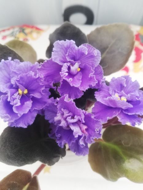 30 dec - RM Vasilisa