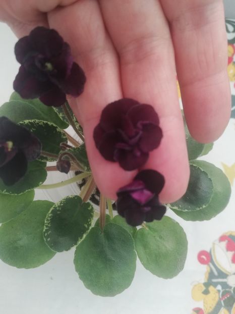 30 dec - Dark Night of the Soul