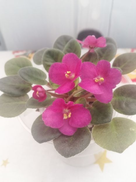 30 dec - Rob s Bed Bugs