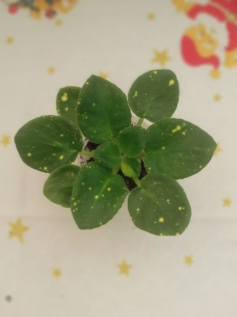 30 dec (50) - ShN Kosmitcheskaya Feya