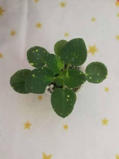 30 dec (93) - ShN Kosmitcheskaya Feya