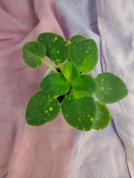 14 ian - ShN Kosmitcheskaya Feya