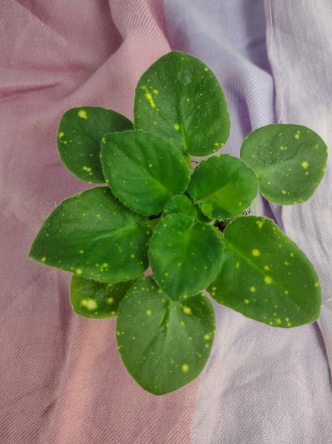 14 ian - ShN Kosmitcheskaya Feya