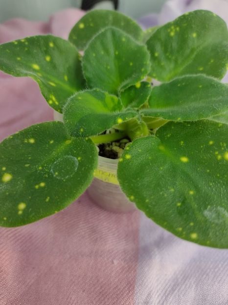 14 ian - ShN Kosmitcheskaya Feya