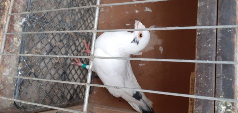  - PORUMBEI VANDUTI 2