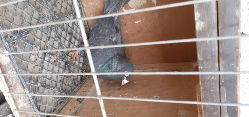  - PORUMBEI VANDUTI 2