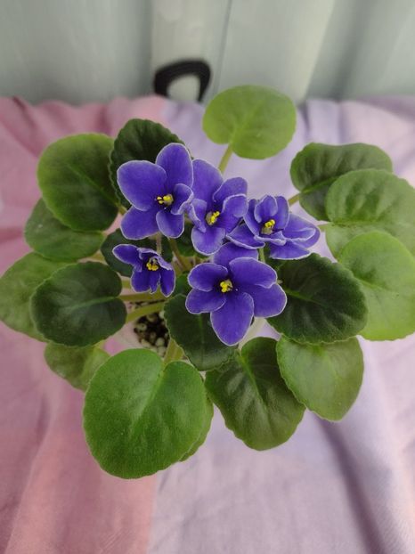 14 ian - NK Voloshkove Pole