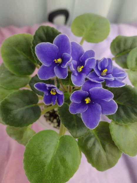 14 ian - NK Voloshkove Pole