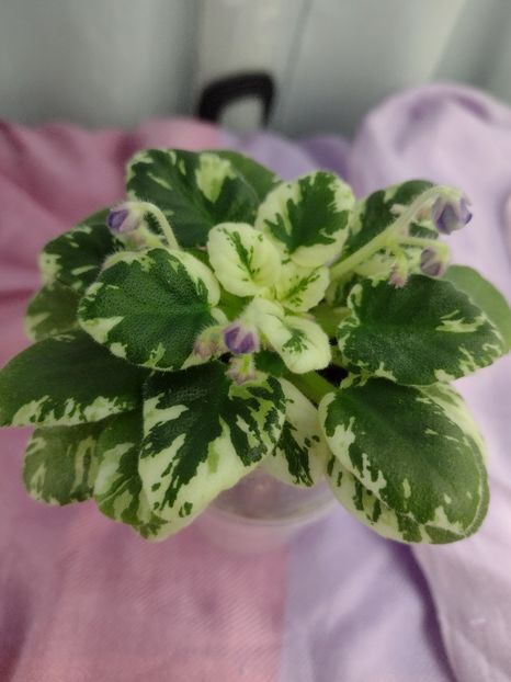 14 ian - N Gorniy Vosduh