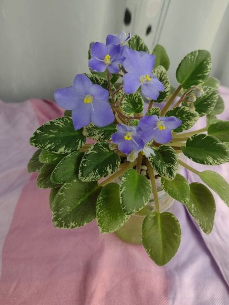 14 ian - Shirl s Blue Eyes