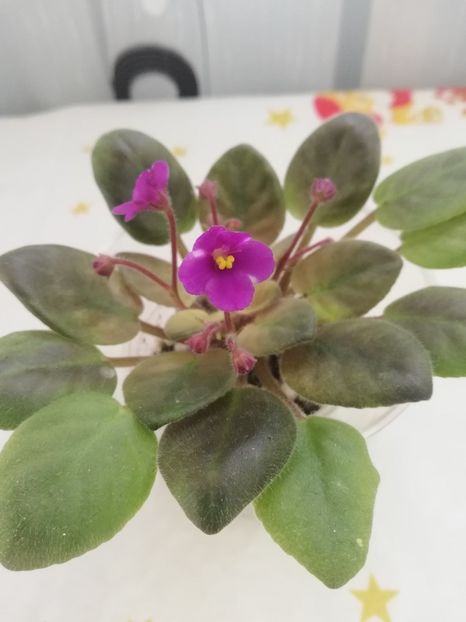 30 dec - ZZ Rob s Pogo Stick sport