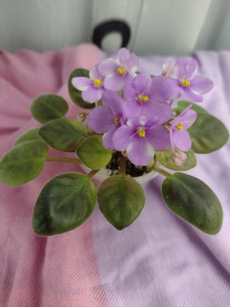 14 ian - ZZ Rob s Pogo Stick sport