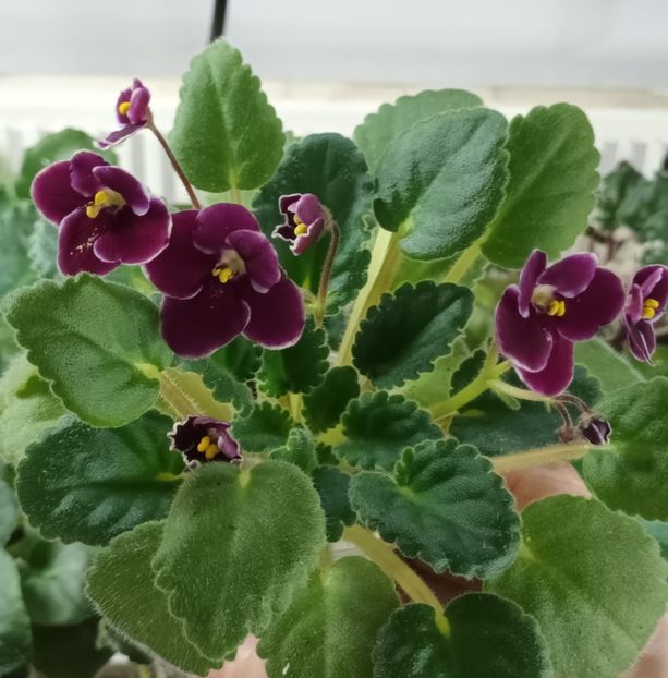  - Mac s Glacial Grape