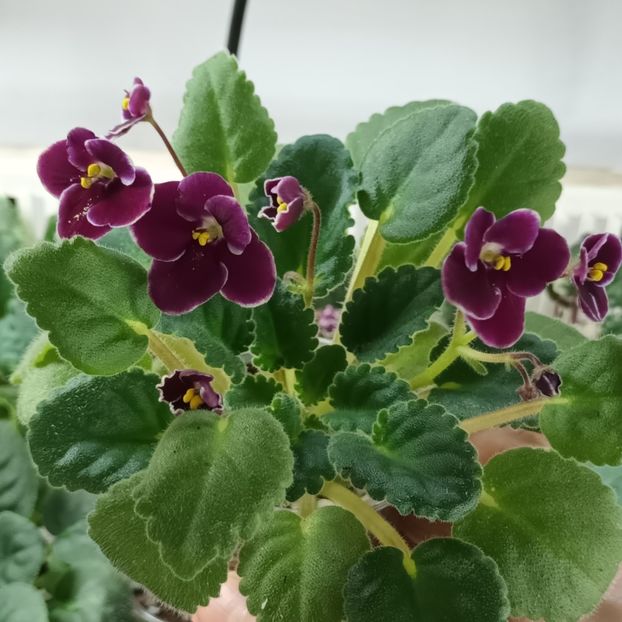  - Mac s Glacial Grape