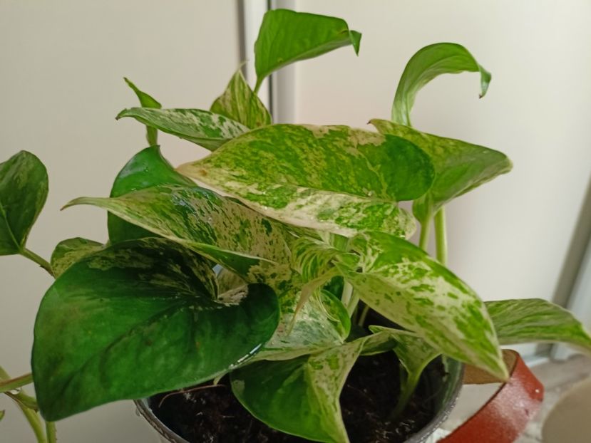  - Plante verzi de apartament