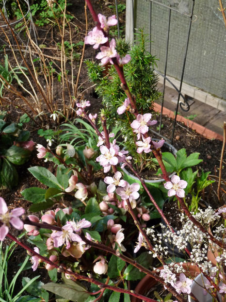 © - 01 - Floristica