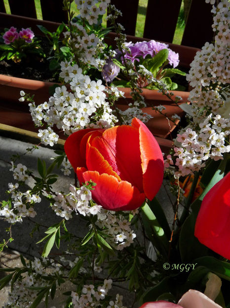 © - 01 - Floristica