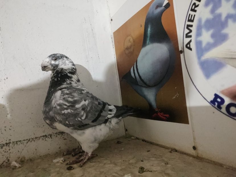 M 2020 - - MASCULI 2023