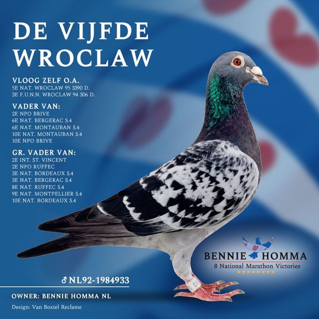 Ascendent HOMBRE - HOMBRE - original Bennie Homma Balk NL extrem marathon