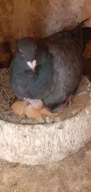  - PORUMBEI VANDUTI 2