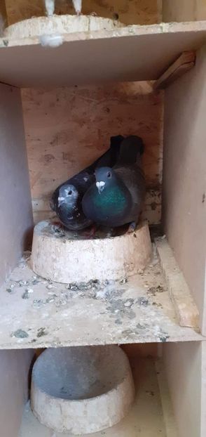  - PORUMBEI VANDUTI 2