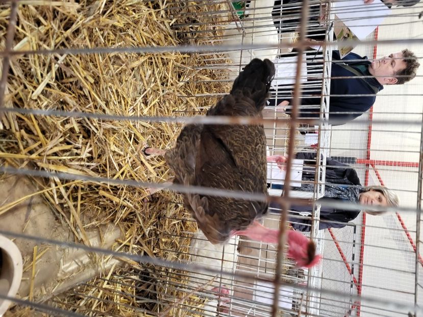  - Expo Sighisoara 2023 -Gat Golas de Transilvania