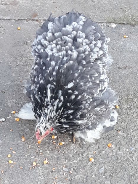  - Cochinchina pitic 2023