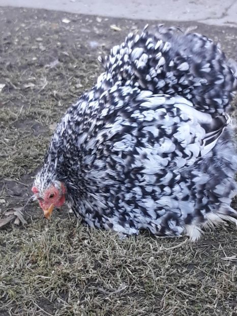  - Cochinchina pitic 2023