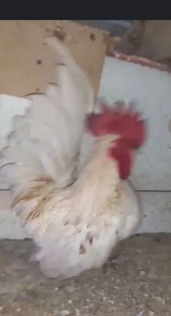 A79B8151-D6AE-4CDD-B3A7-EFD91809156E - Cochinchina pitic bobat