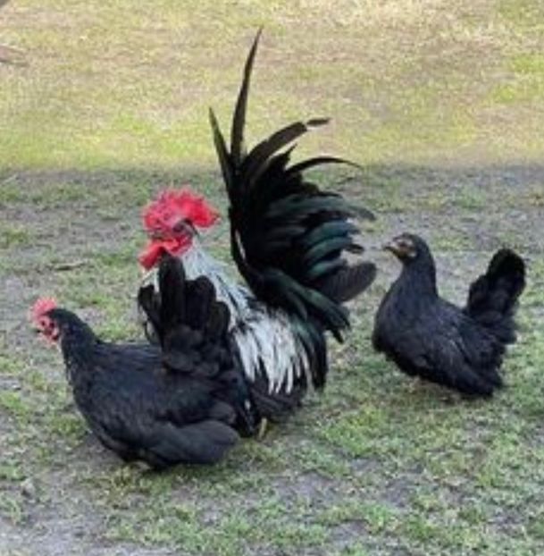 F4F82A41-C433-447E-8AB2-BFFE32D779F5 - Cochinchina pitic bobat