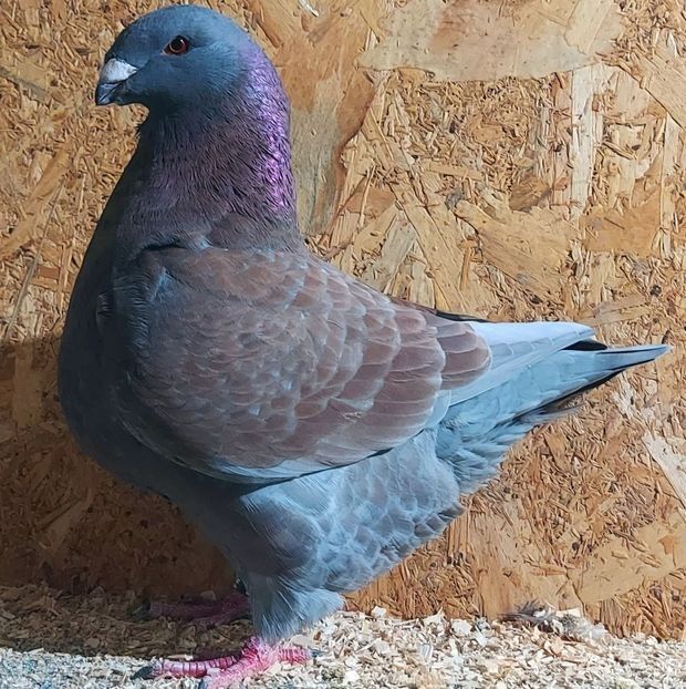  - 3---AGH DAȚI 2019 - 2025