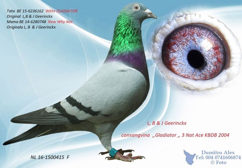 NL16-1500415 - Vandenheede de Rauw Sablon