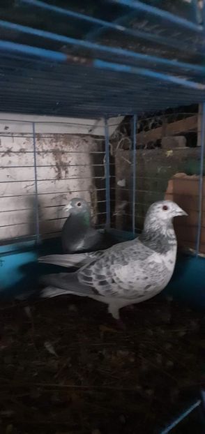  - PORUMBEI VANDUTI 2