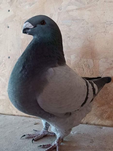 M-2022 Campion Absolut  2023 - INVINGATOR DIN SIMPLU VISATOR