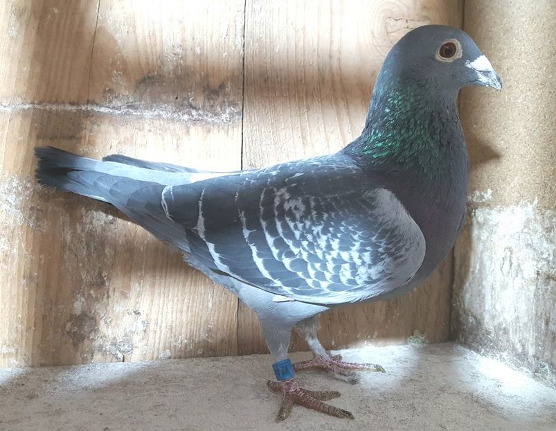 RO 21-413000 M Nep.”Kita” - Masculi