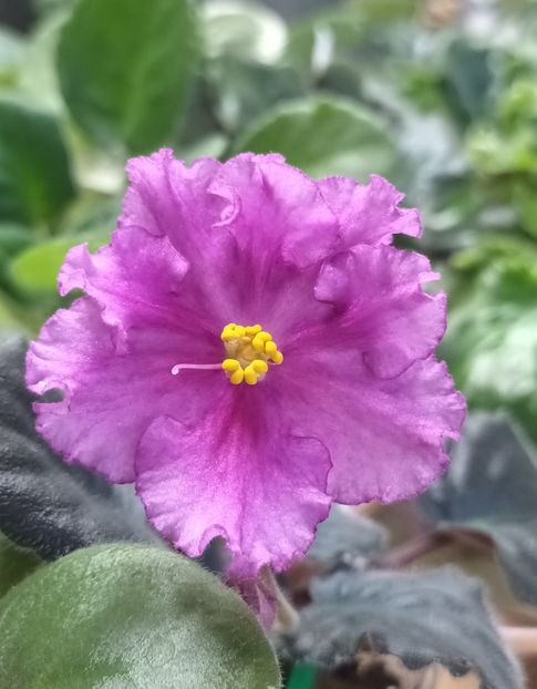  - Chimera Adel din semințe și hibrizii ei