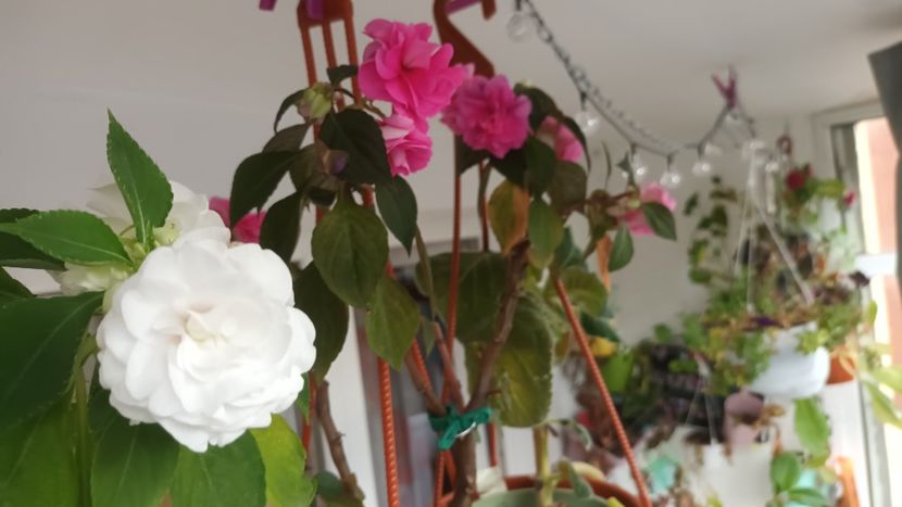 Hora sporișorilor! ;) - Mulțumesc Mădălina