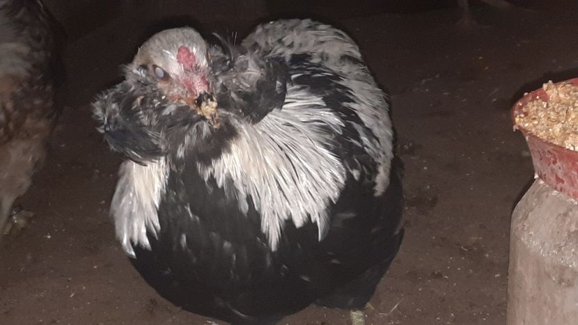  - Araucana argintiu 2023