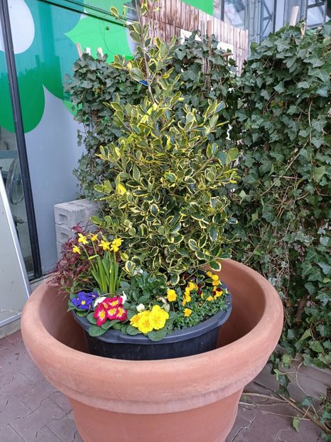 Img.2023.01.18 - Expoziția de orhidee