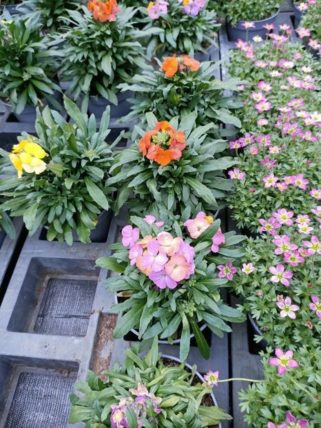 Img.2023.01.18 - Expoziția de orhidee