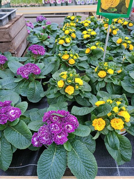 Img.2023.01.18 - Expoziția de orhidee