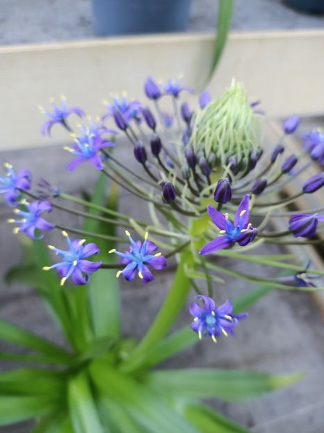 Img.2023.01.18 - Expoziția de orhidee