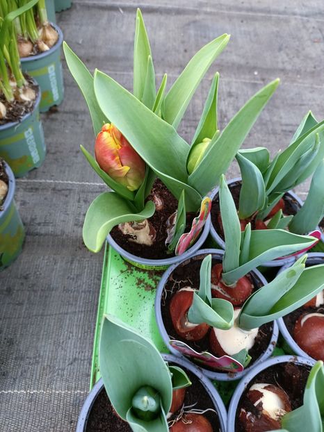 Img.2023.01.18 - Expoziția de orhidee