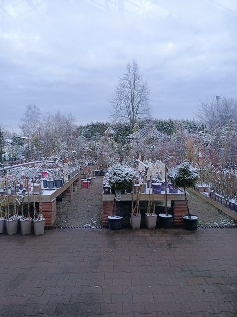 Img.2023.01.18-afară e iarnă - Expoziția de orhidee