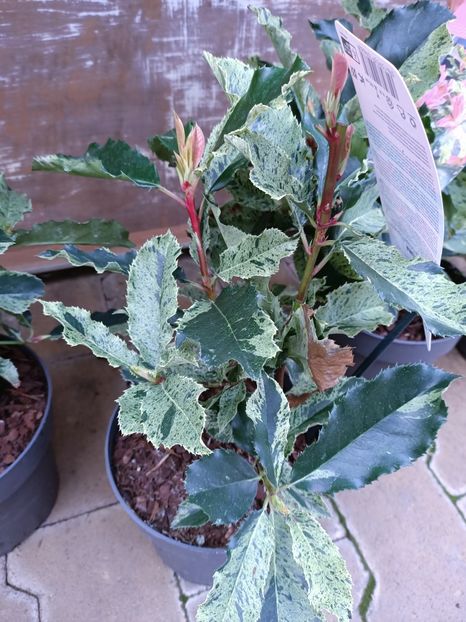 Img.2023.01.18- Photinia - Expoziția de orhidee