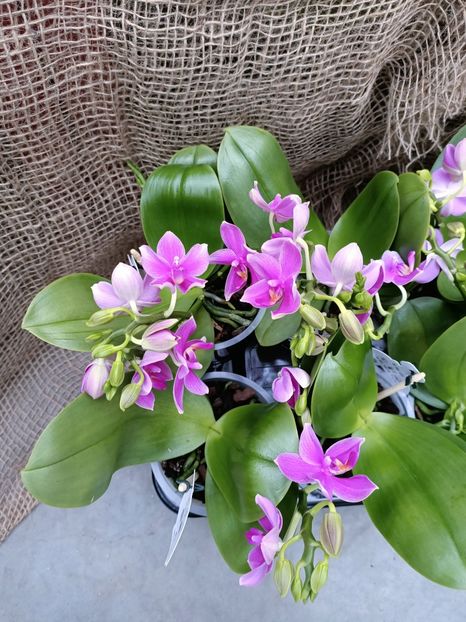 Img.2023.01.18 - "Parfum de Provence" - Expoziția de orhidee